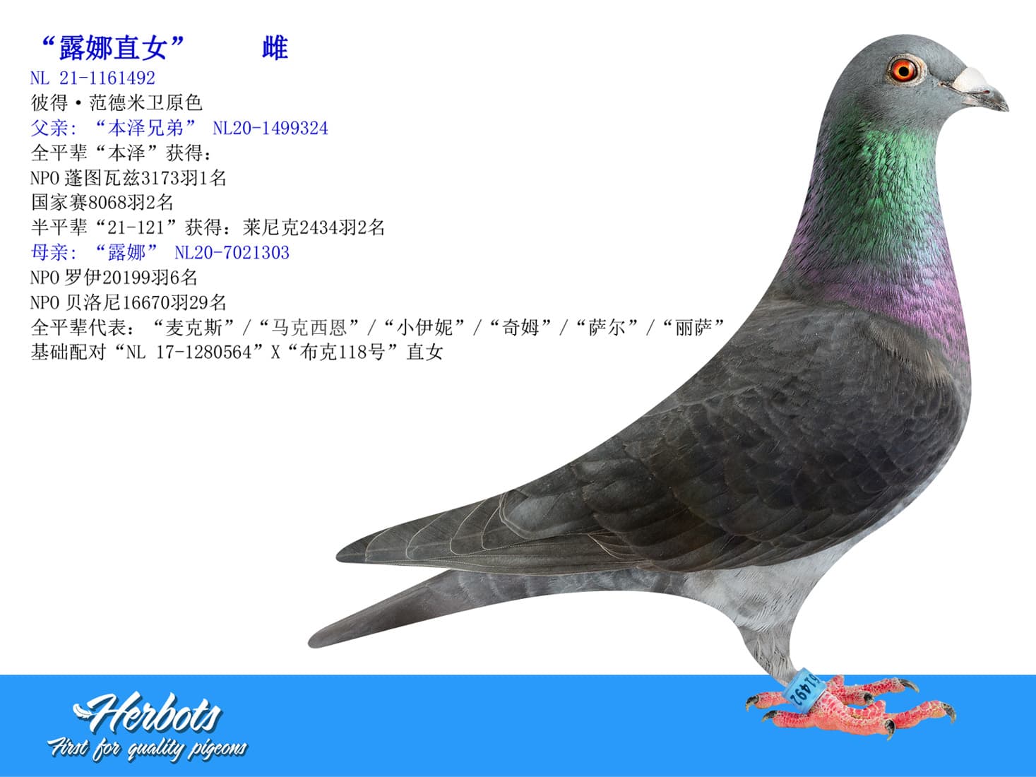 pigeon: undefined