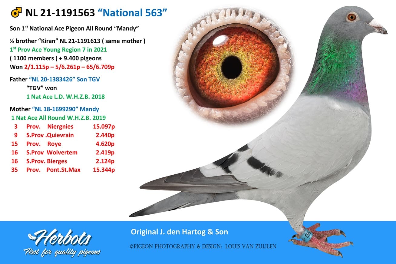 pigeon: “National 563”