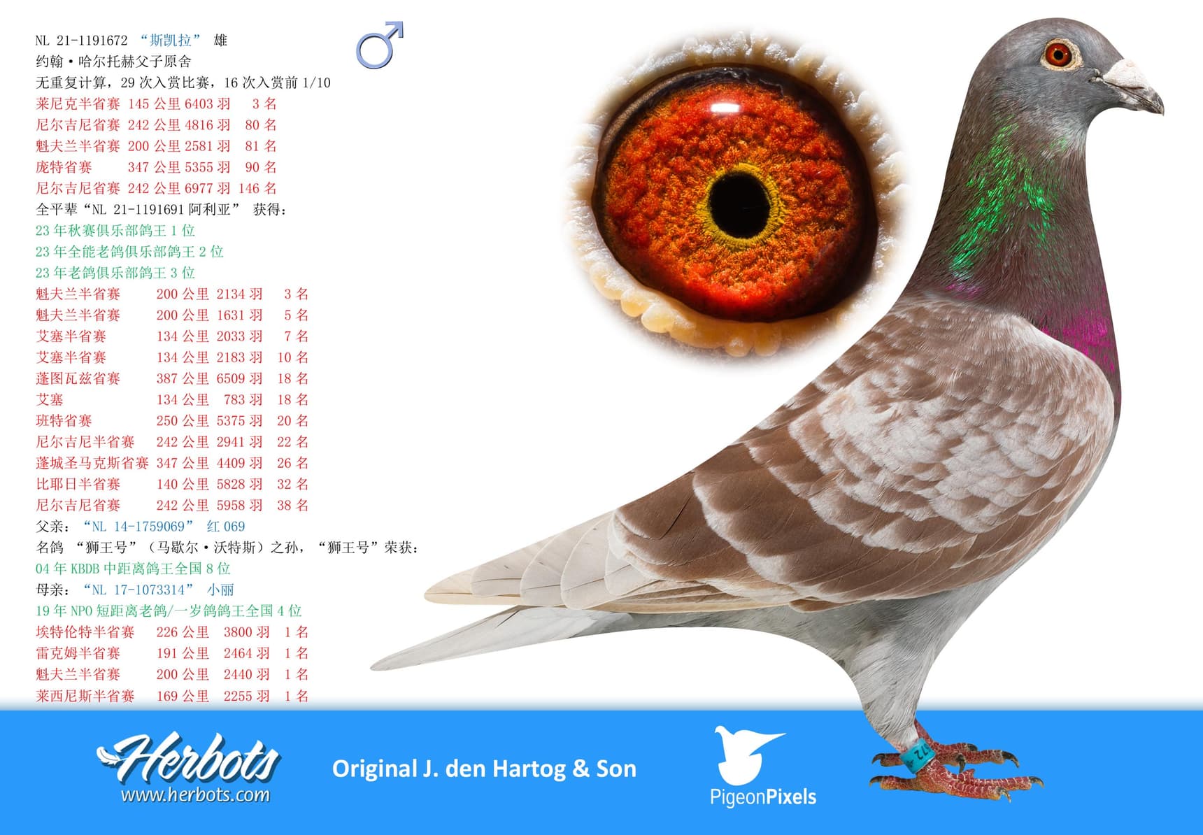 pigeon: “斯凯拉”