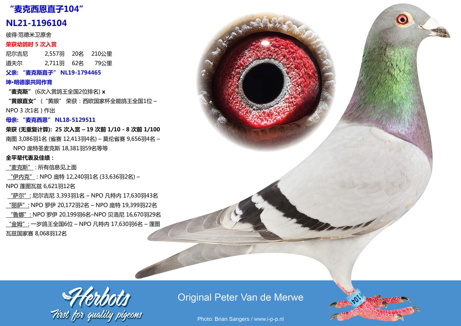 pigeon: undefined