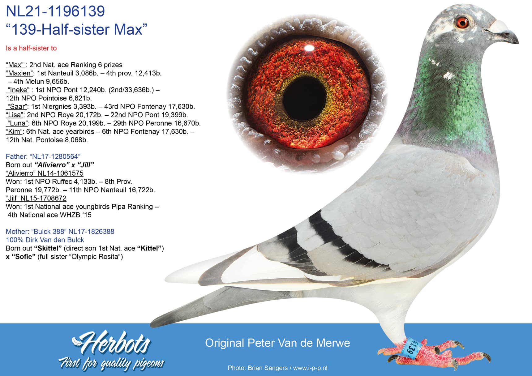 pigeon: “139-Half-sister Max”