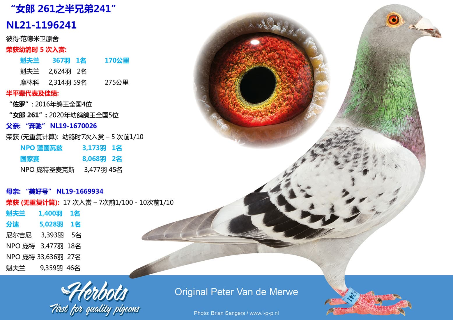 pigeon: undefined
