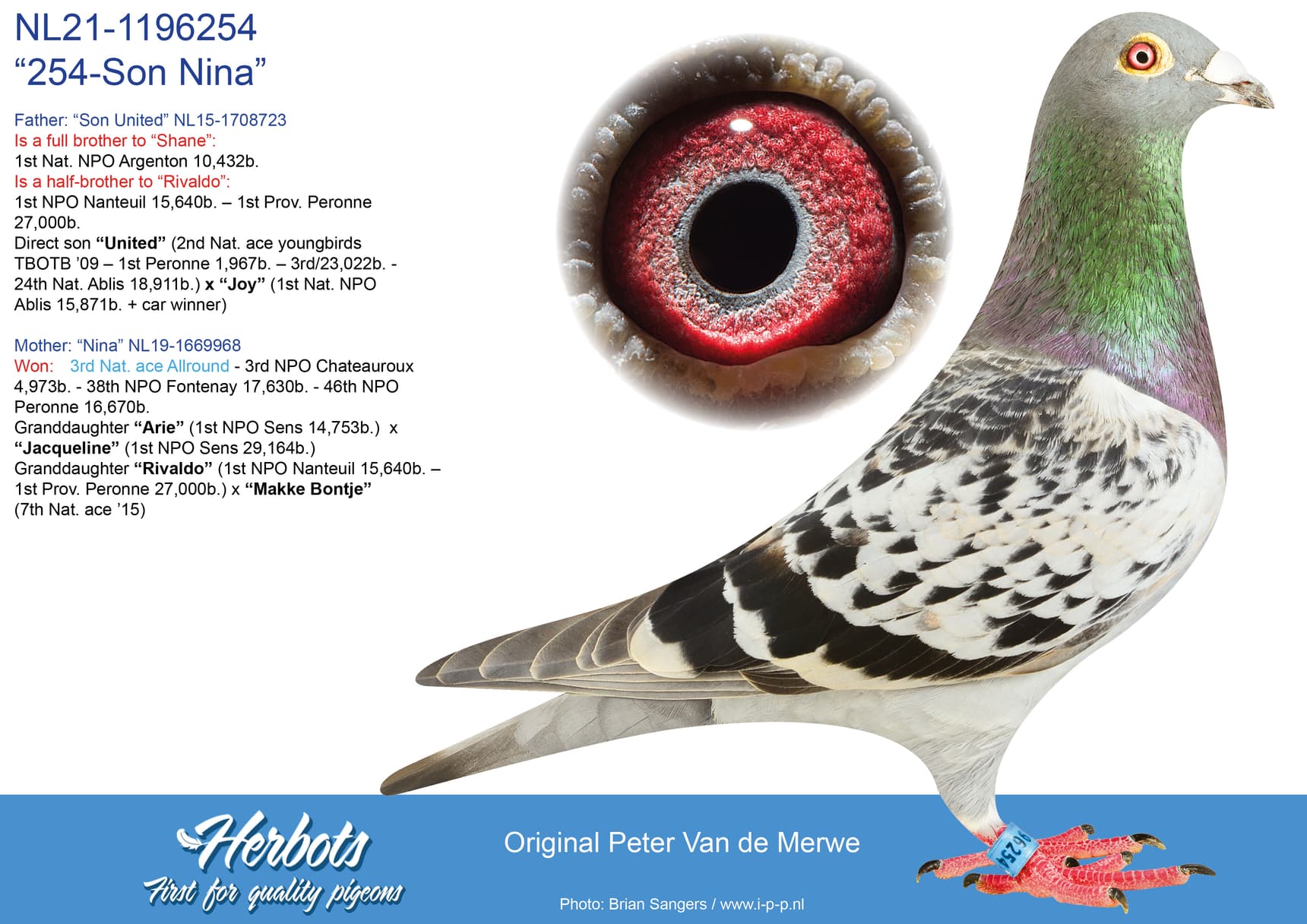 pigeon: “254-Son Nina”