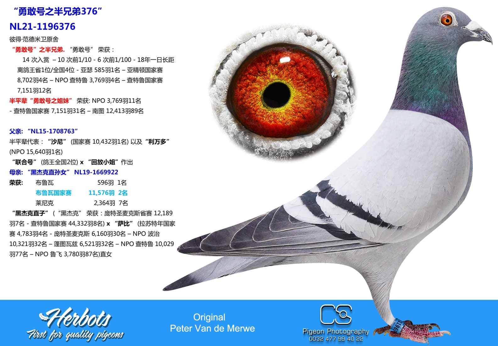 pigeon: undefined