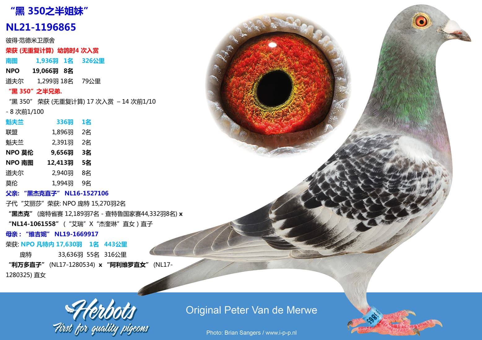 pigeon: undefined