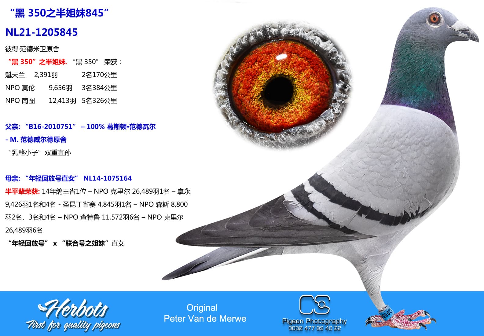 pigeon: undefined