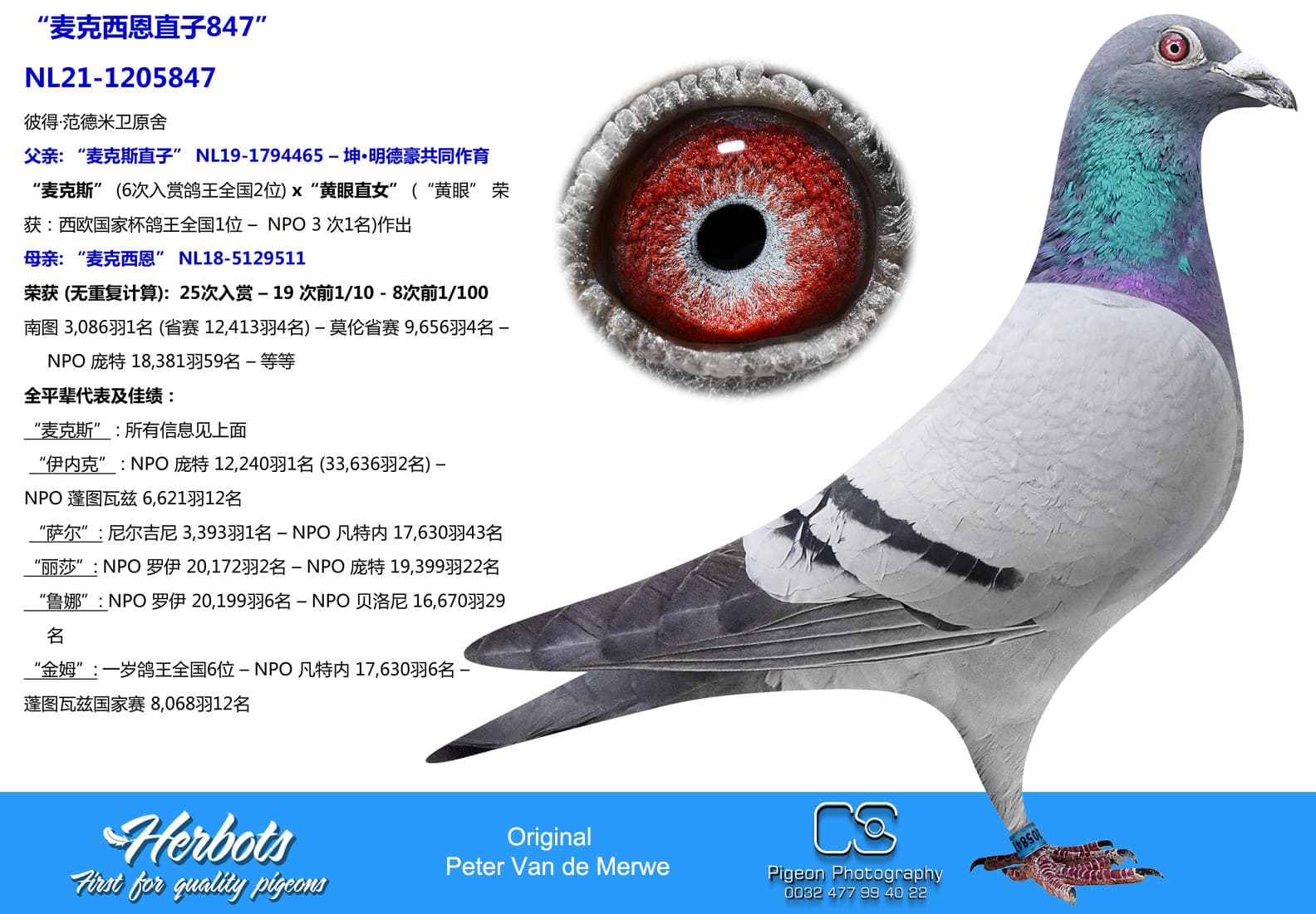 pigeon: undefined