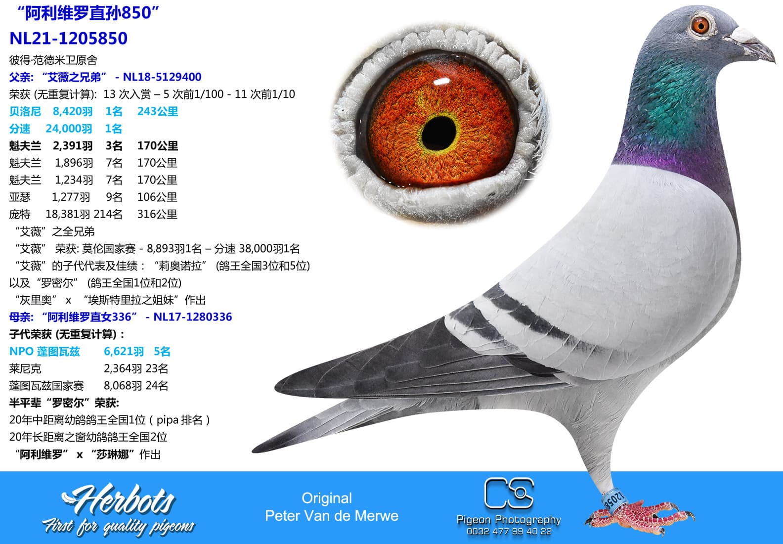 pigeon: undefined