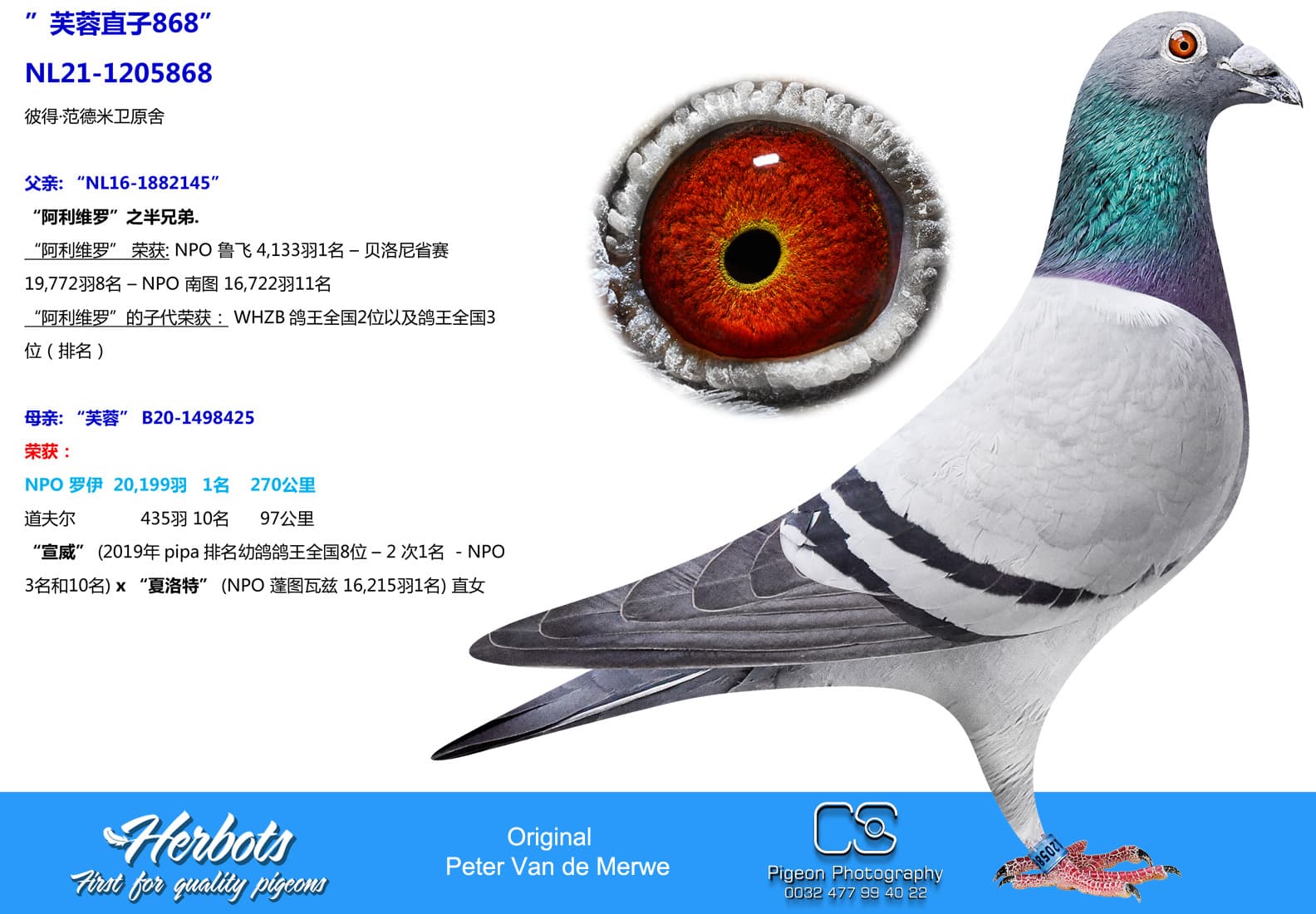 pigeon: undefined