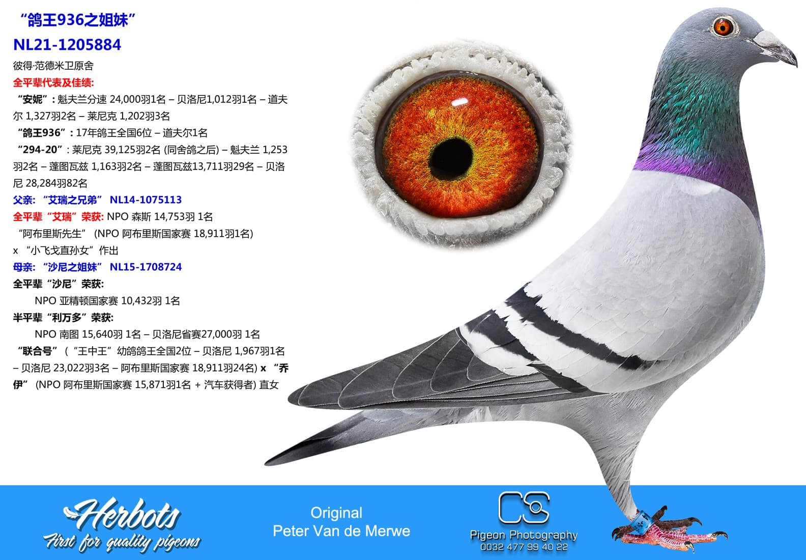 pigeon: undefined
