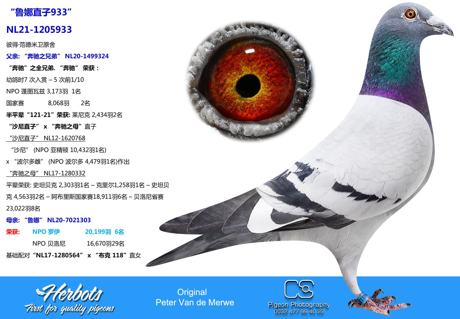pigeon: undefined