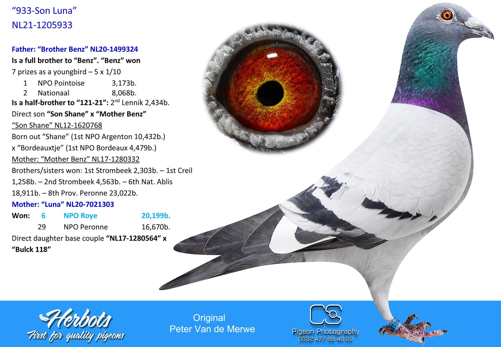 pigeon: undefined
