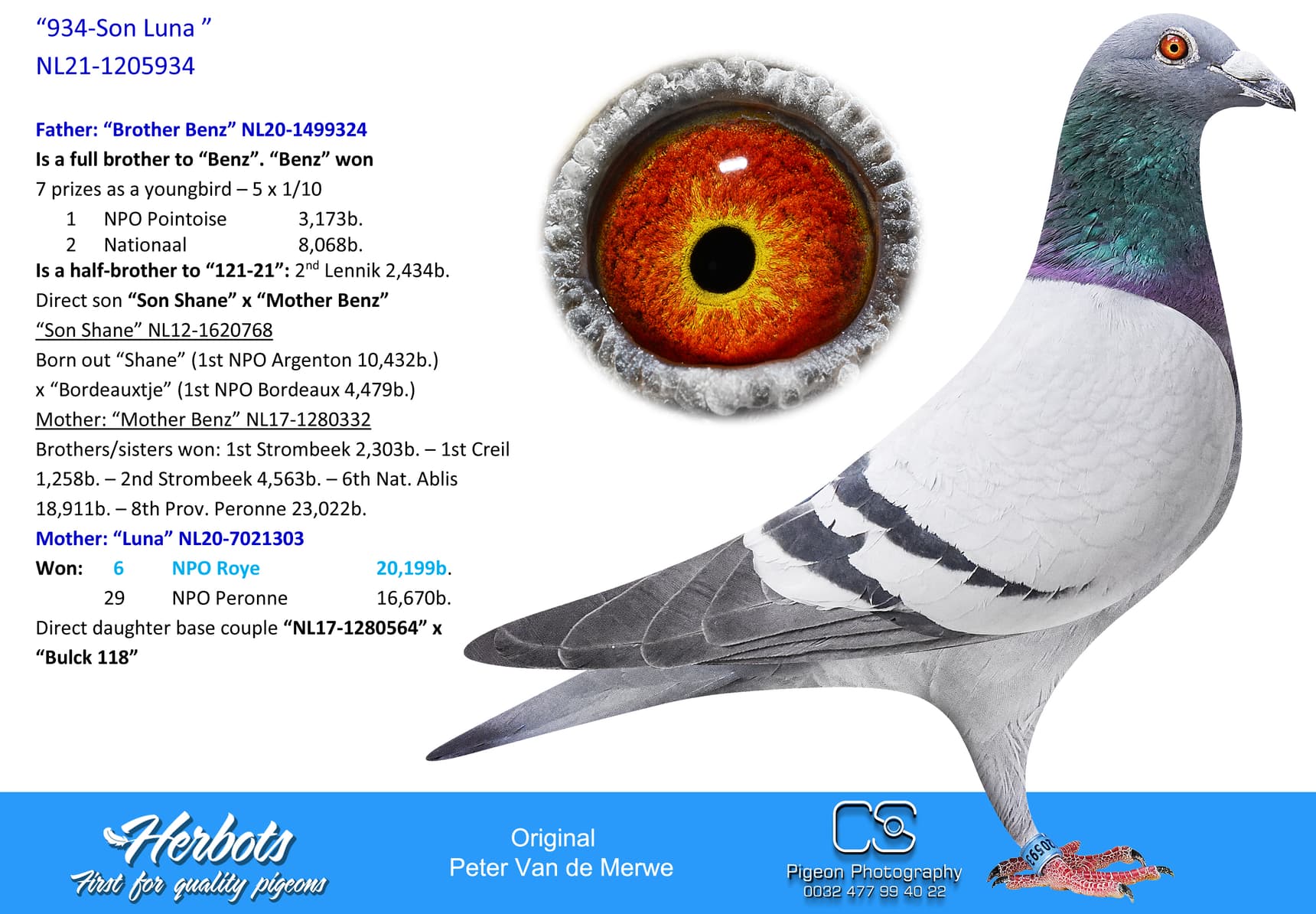 pigeon: undefined