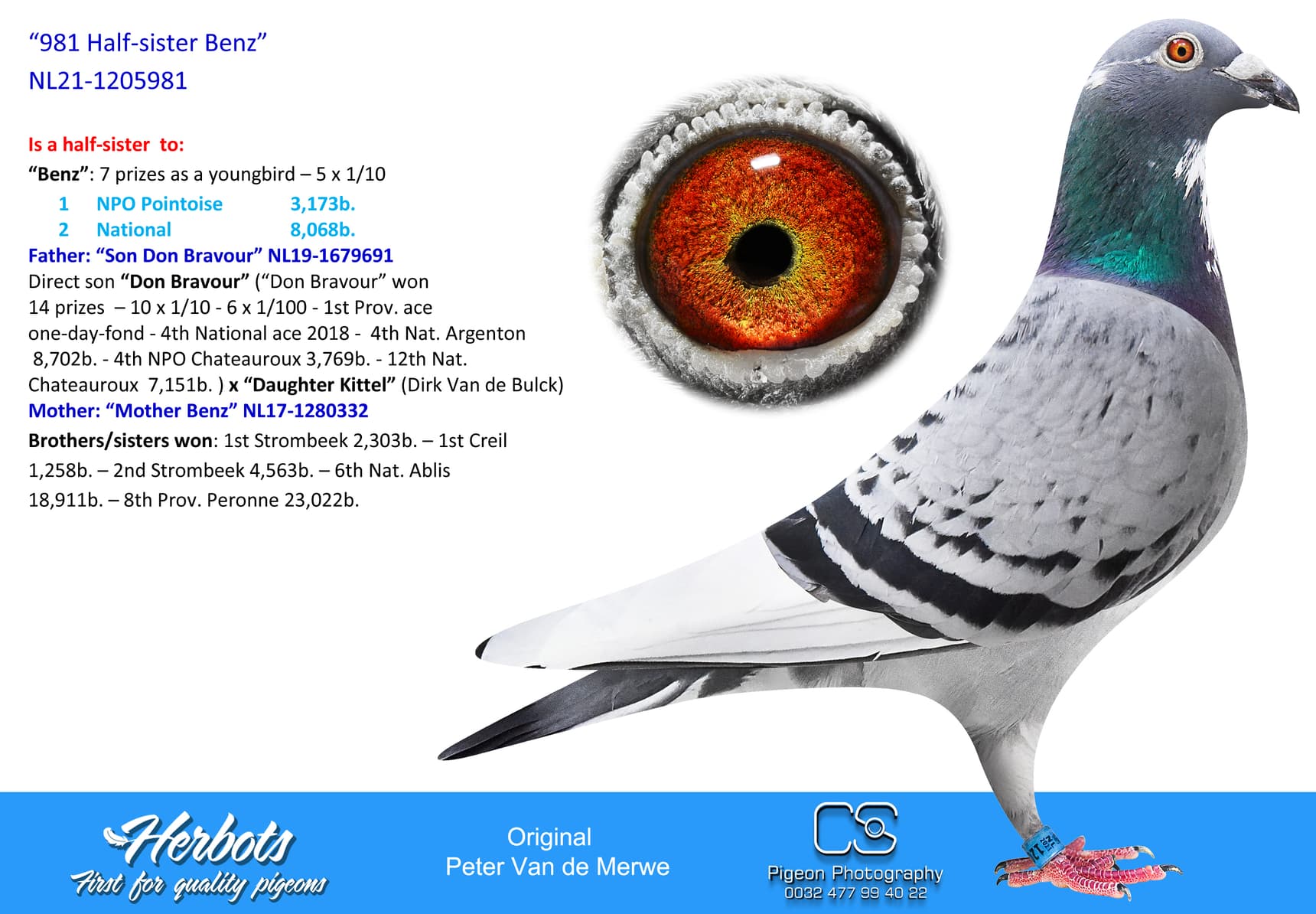 pigeon: undefined