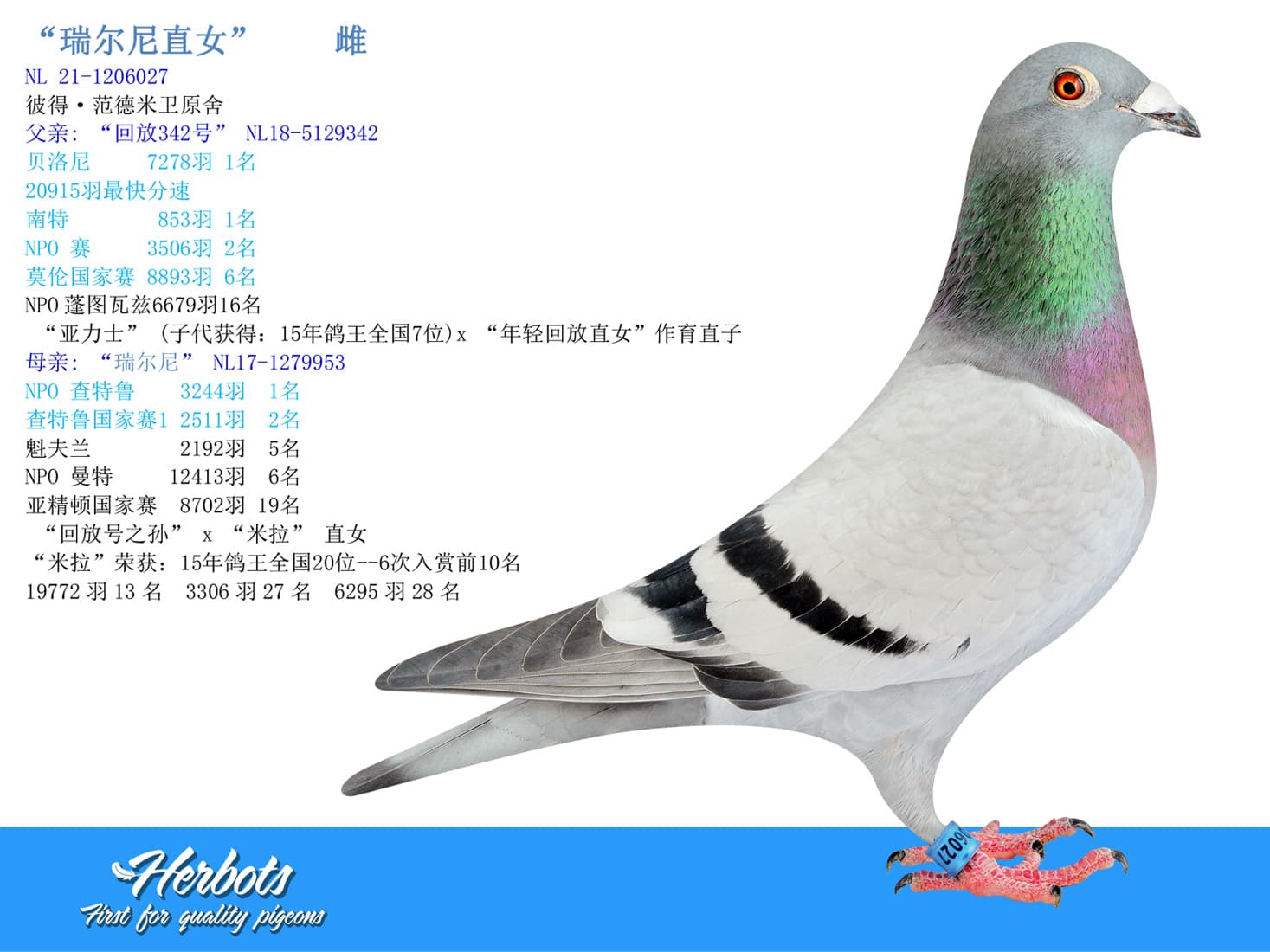 pigeon: “瑞尔尼直女”