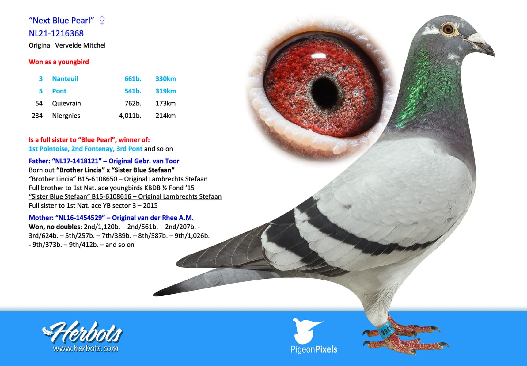 pigeon: undefined