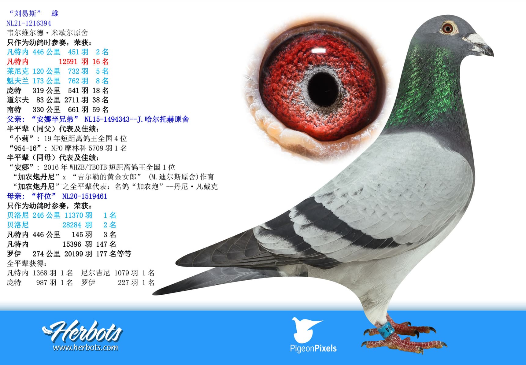 pigeon: undefined