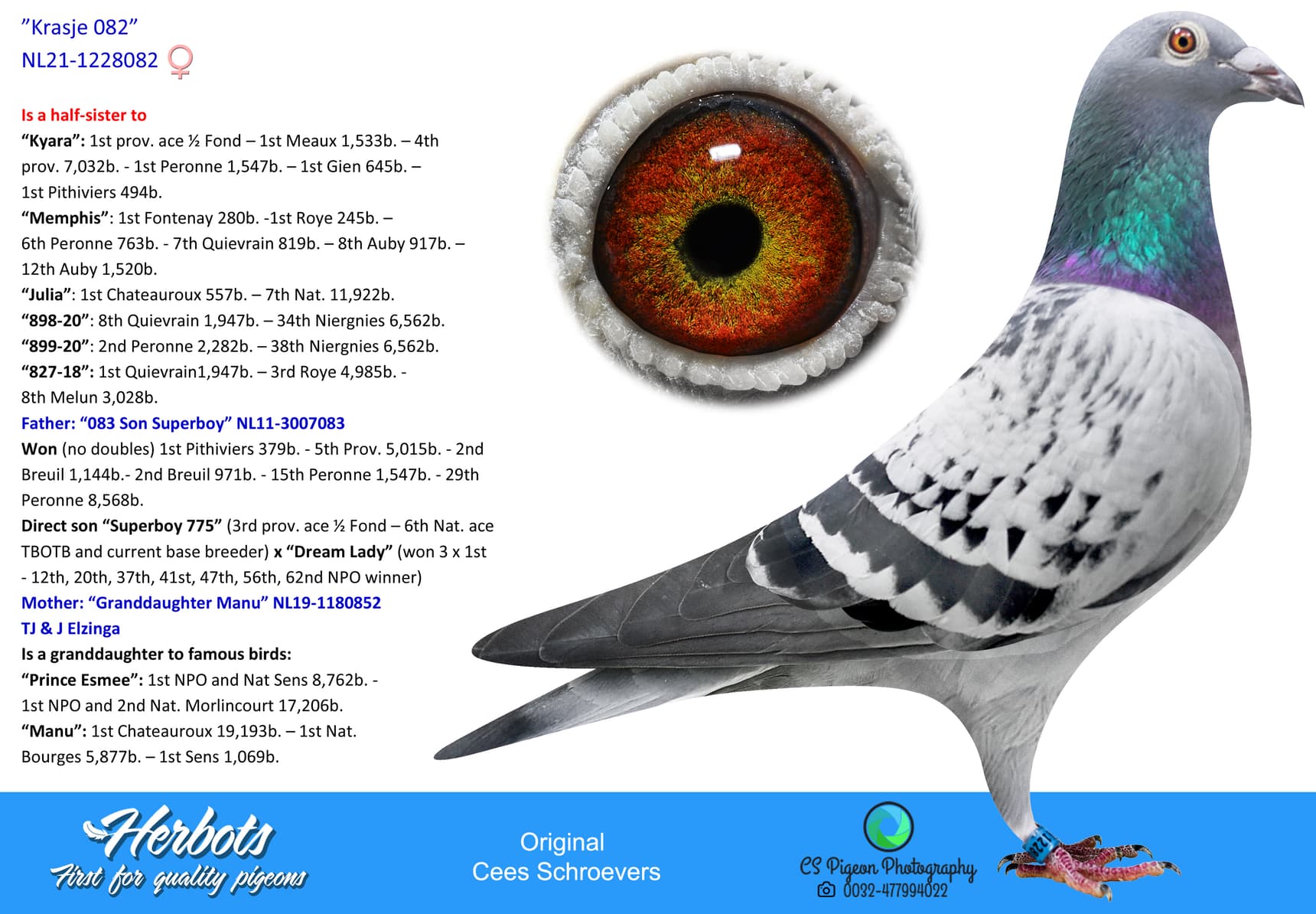 pigeon: ”Krasje 082”