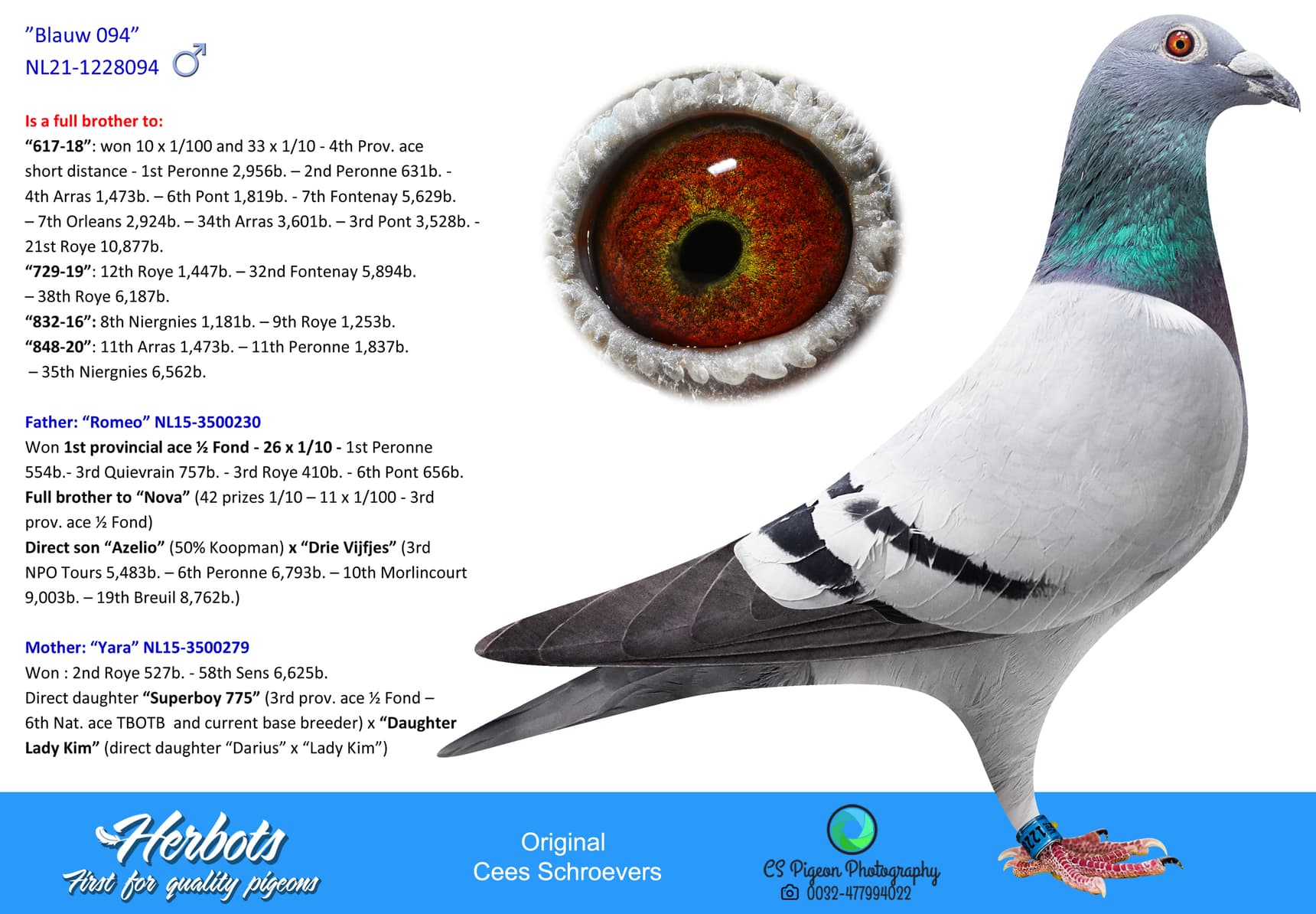 pigeon: ”Blauw 094”