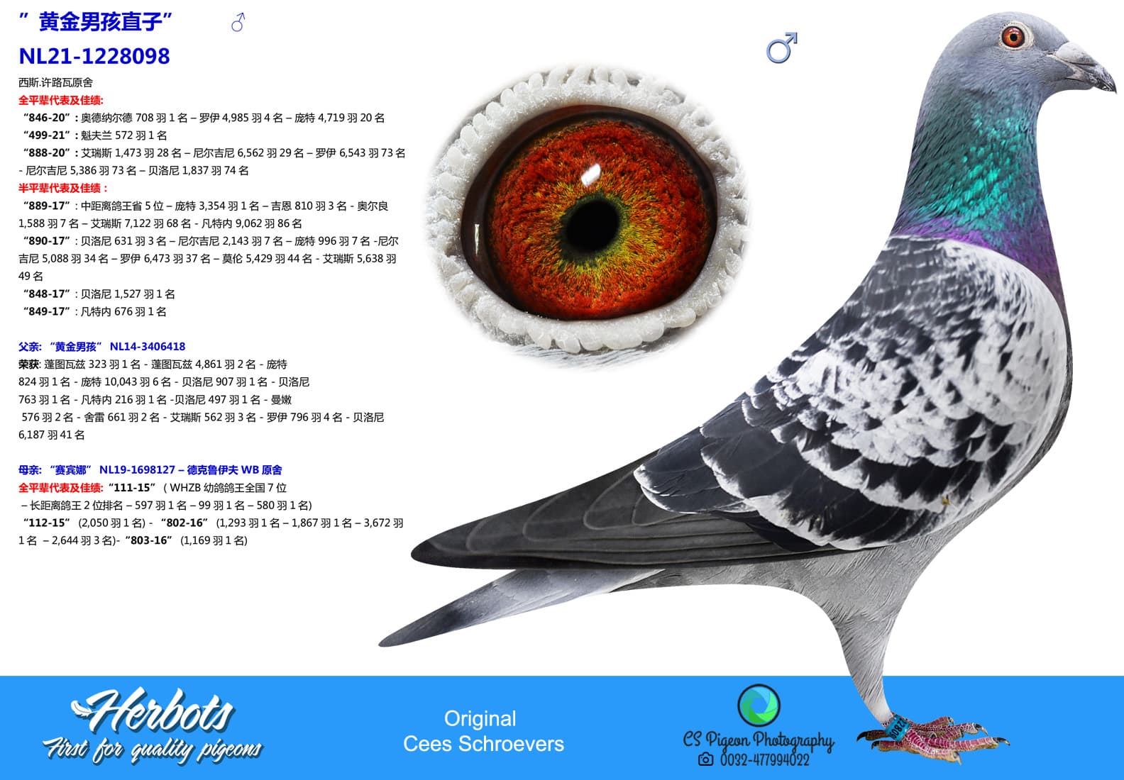 pigeon: undefined