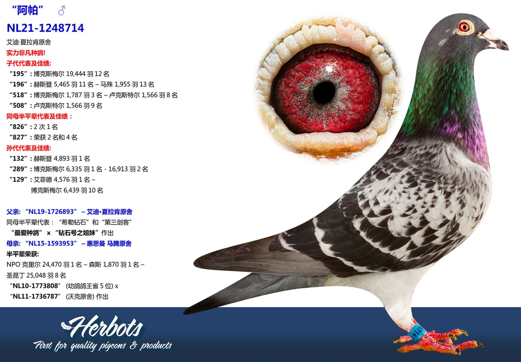 pigeon: undefined