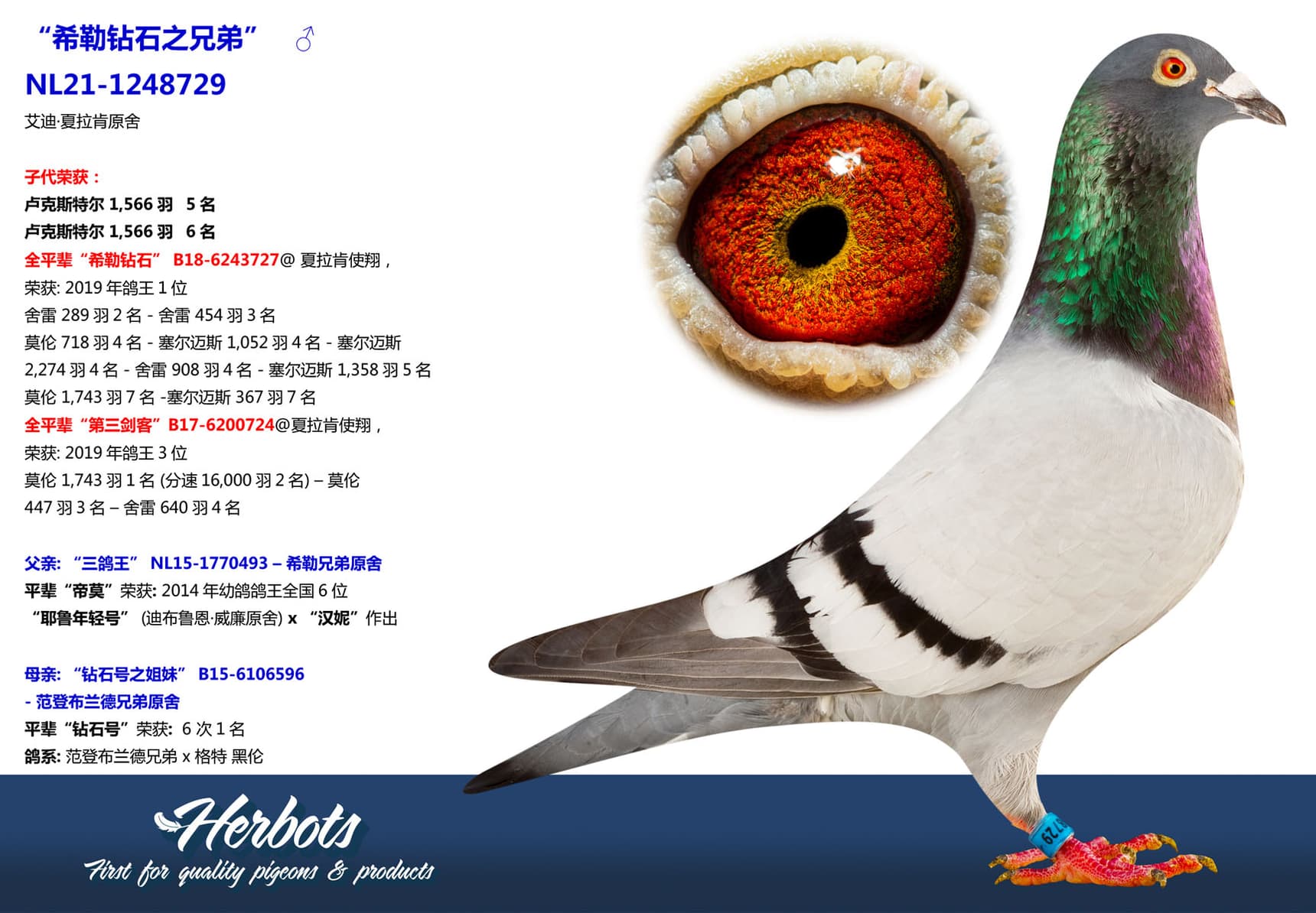 pigeon: undefined