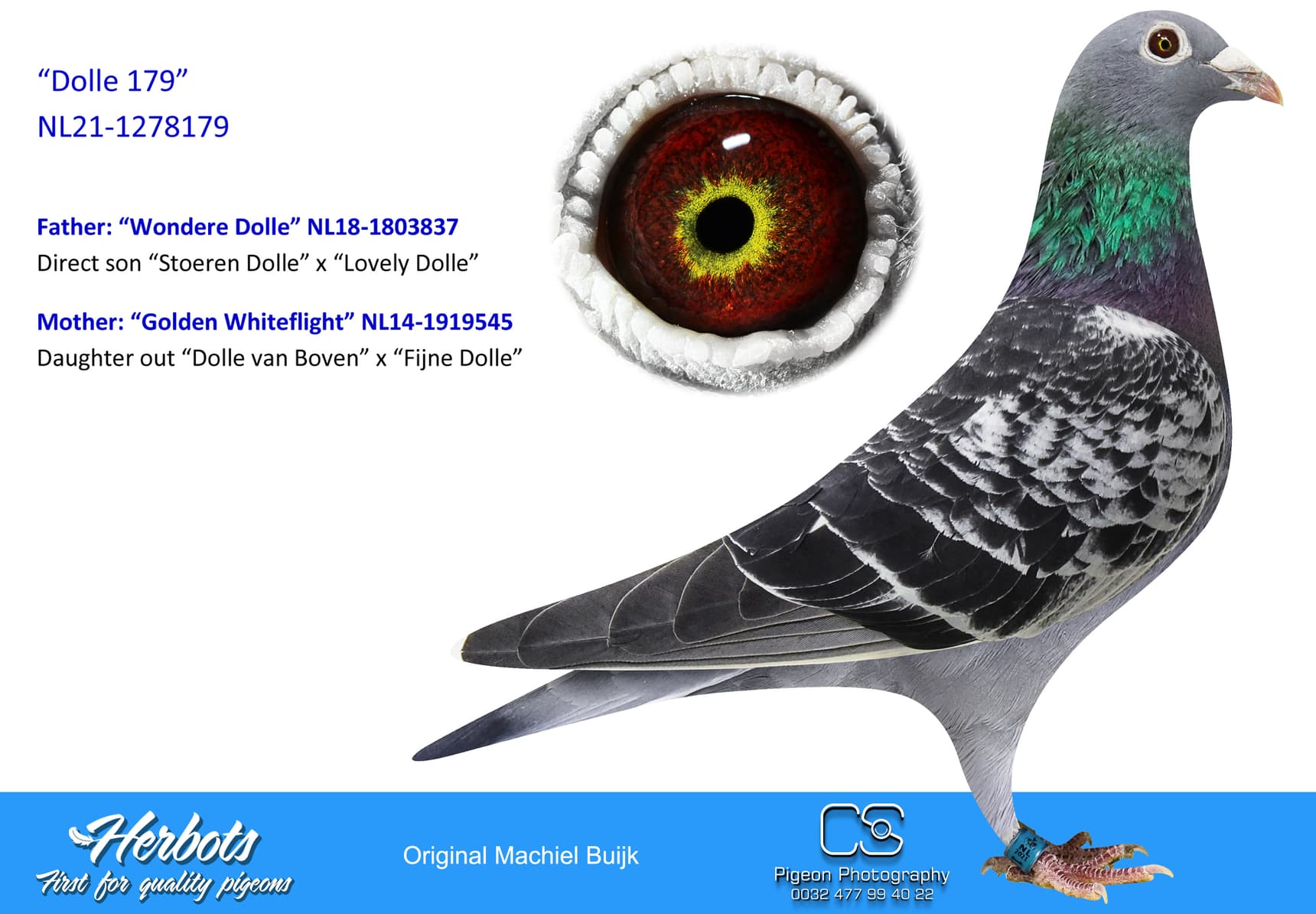 pigeon: undefined