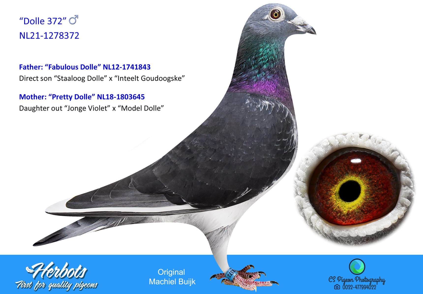 pigeon: undefined