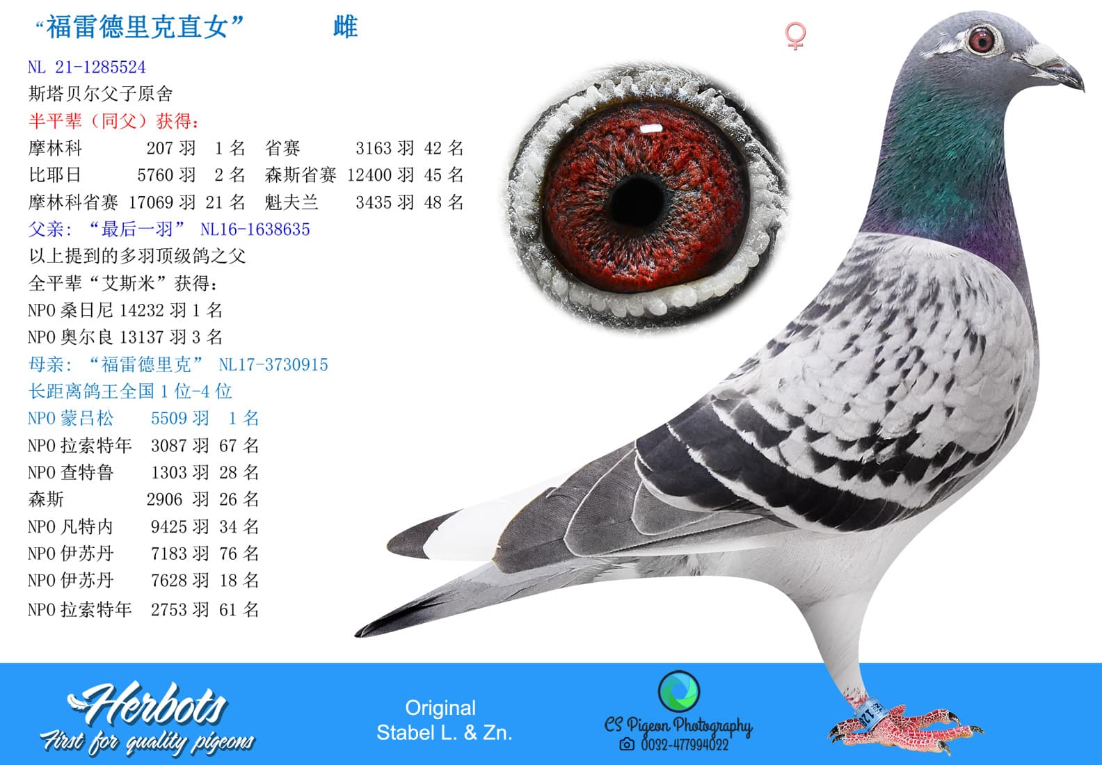 pigeon: undefined