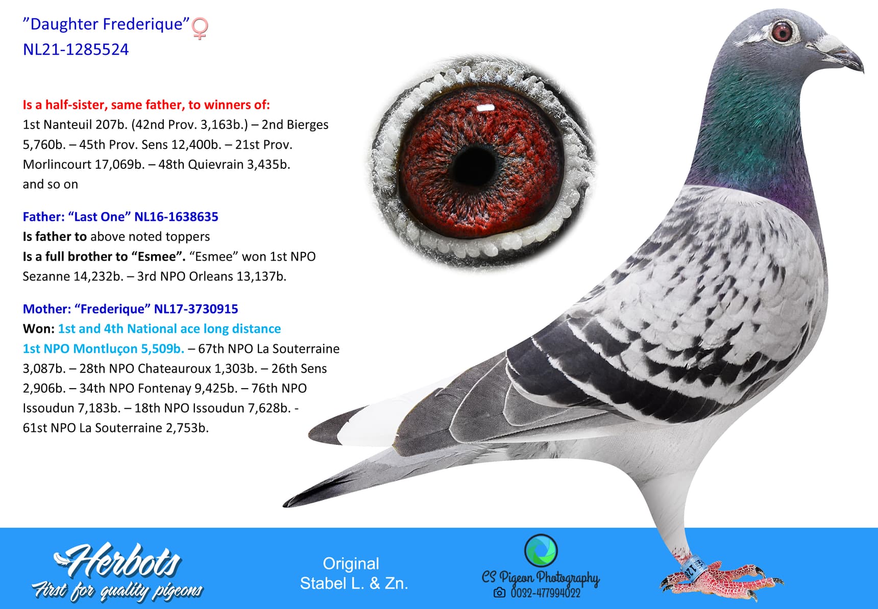 pigeon: ”Daughter Frederique”