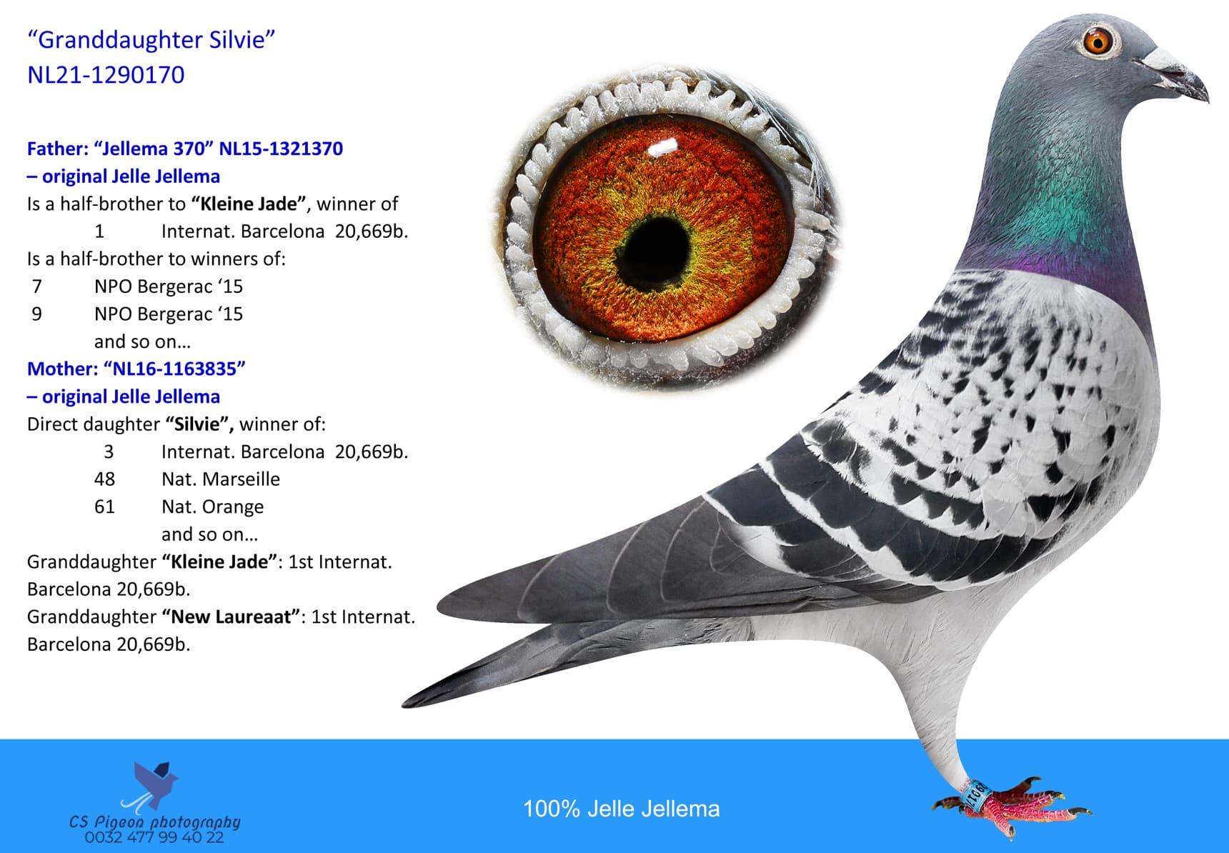 pigeon: 170-Granddaughter Silvie