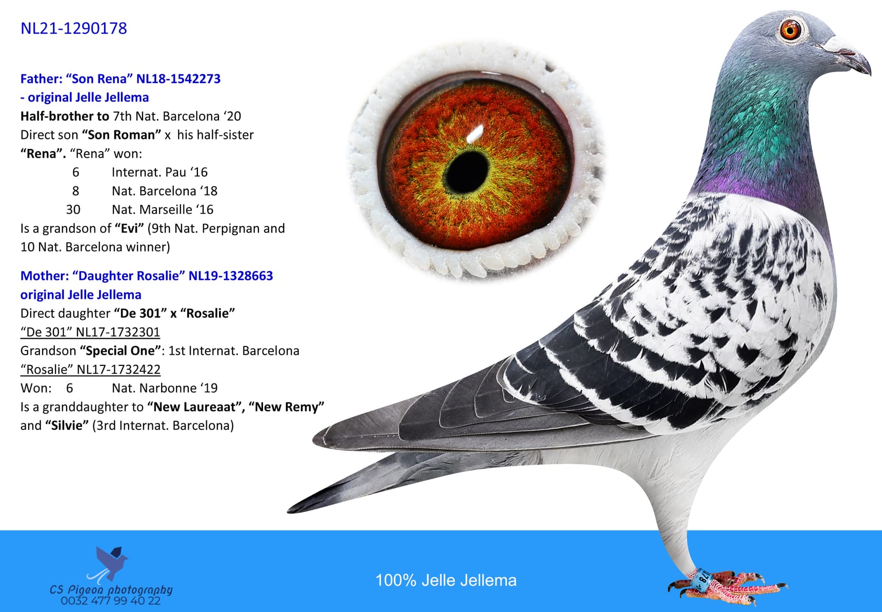 pigeon: 178-Grandson Rena