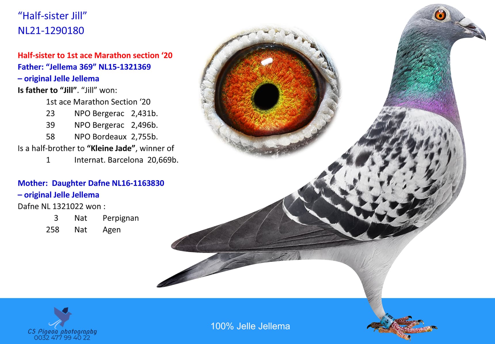 pigeon: 180-Half-sister Jill