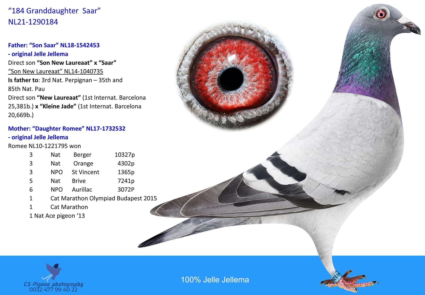 pigeon: undefined