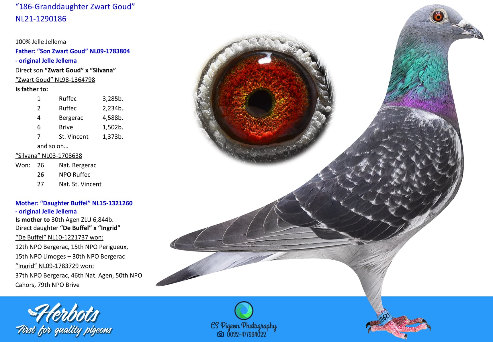 pigeon: undefined