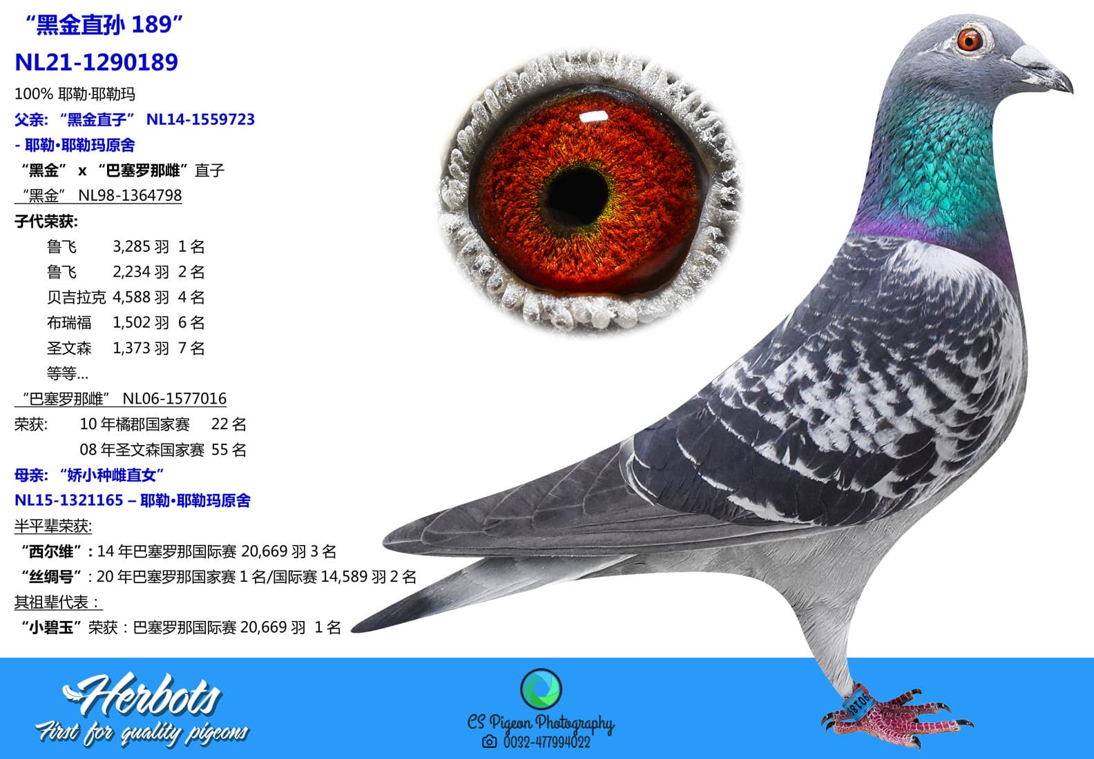 pigeon: “黑金直孙189”