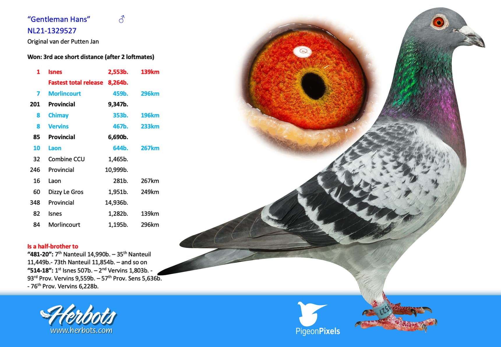 pigeon: undefined
