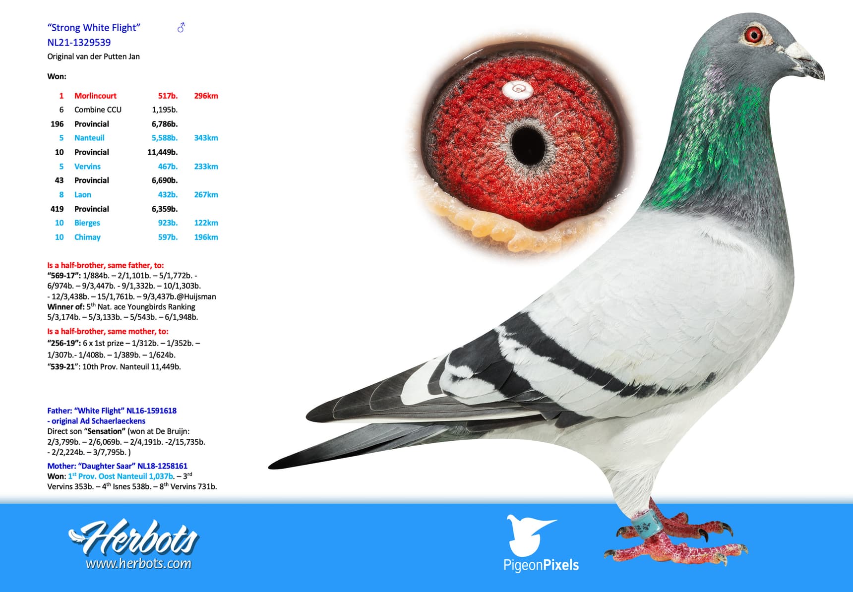 pigeon: undefined