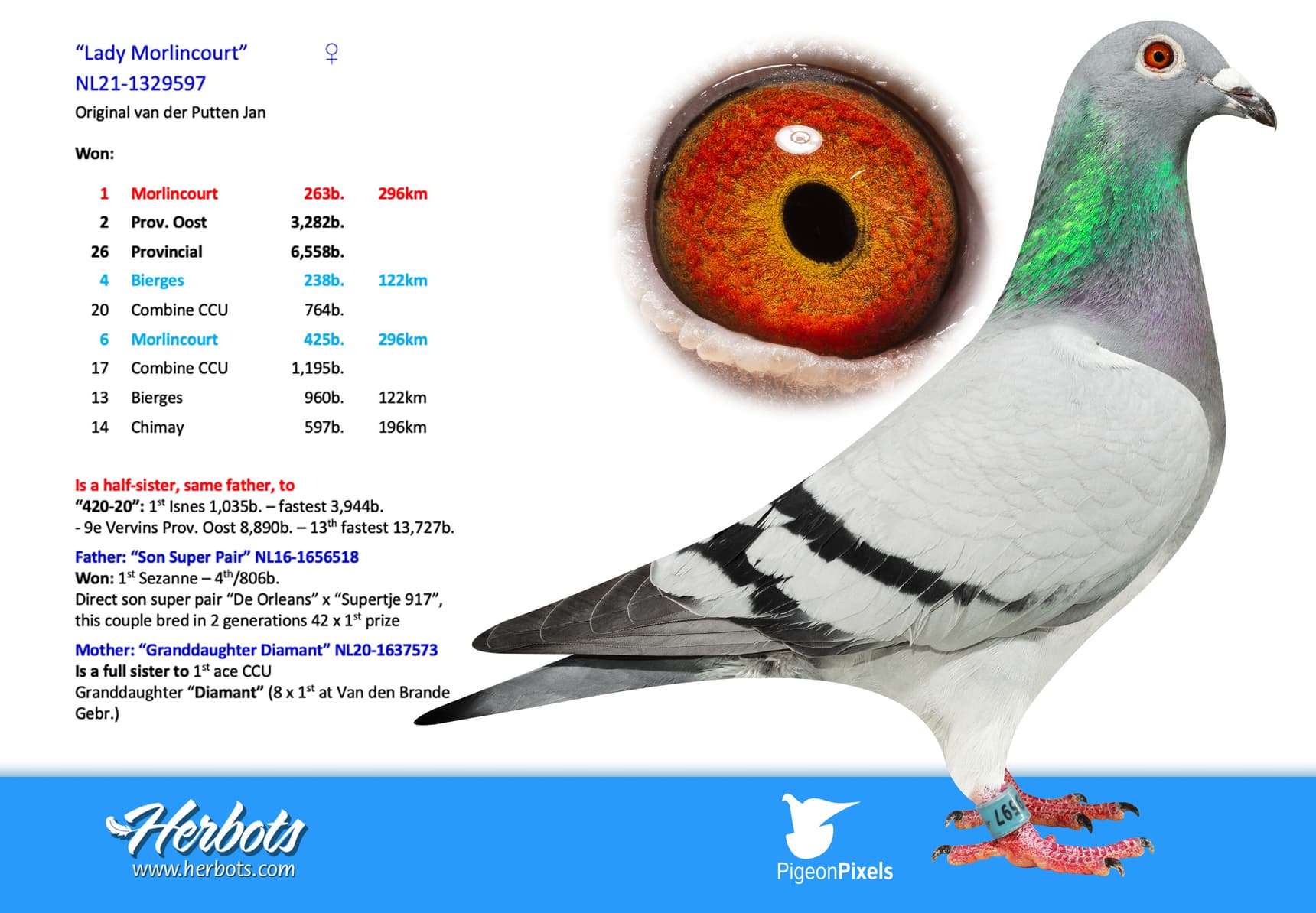pigeon: undefined