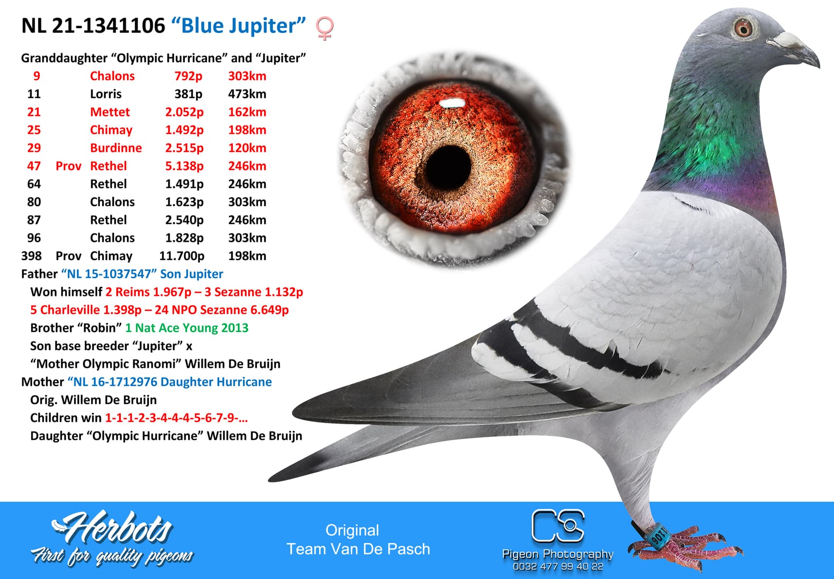 pigeon: “Blue Jupiter”