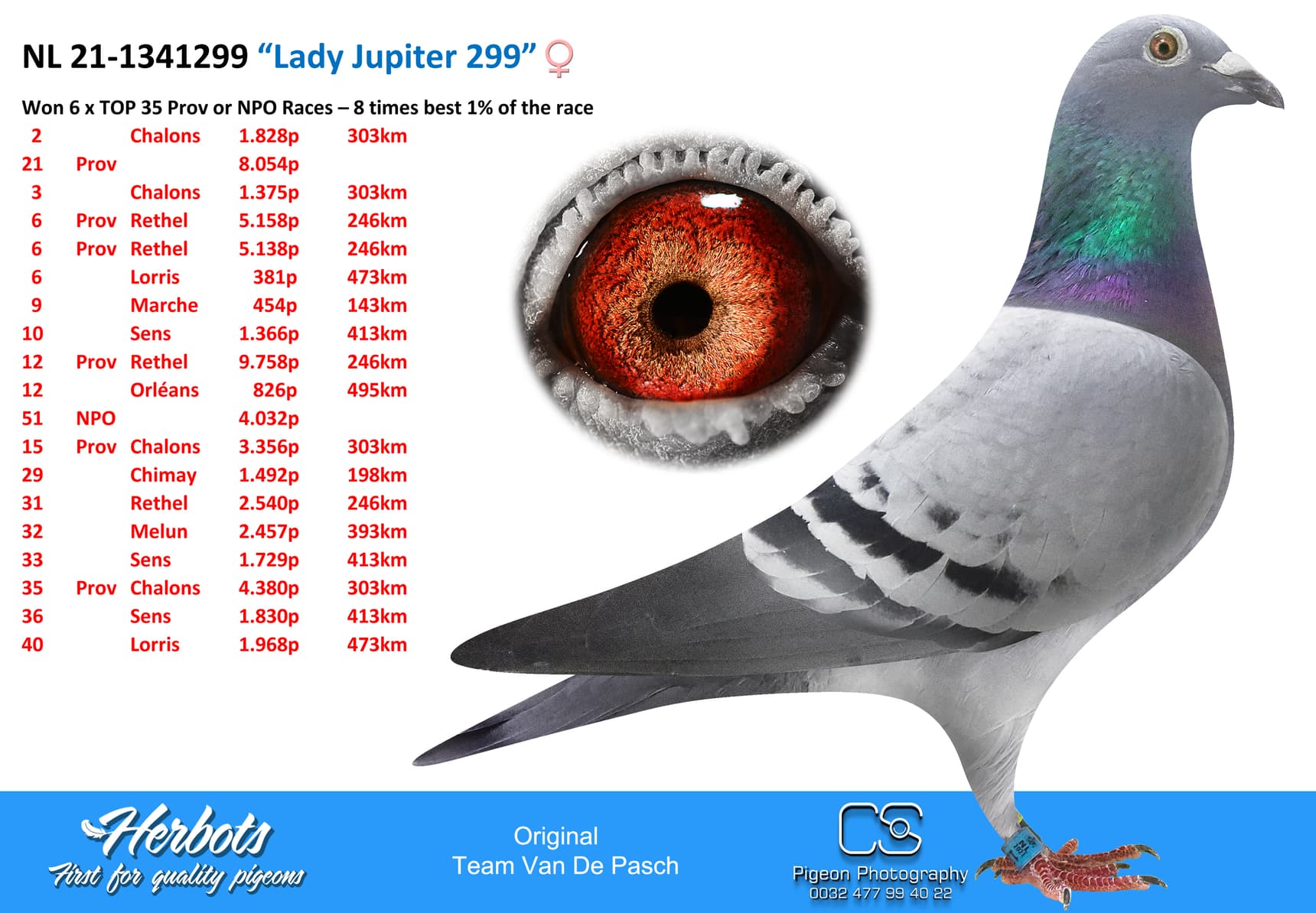 pigeon: “Lady Jupiter 299”