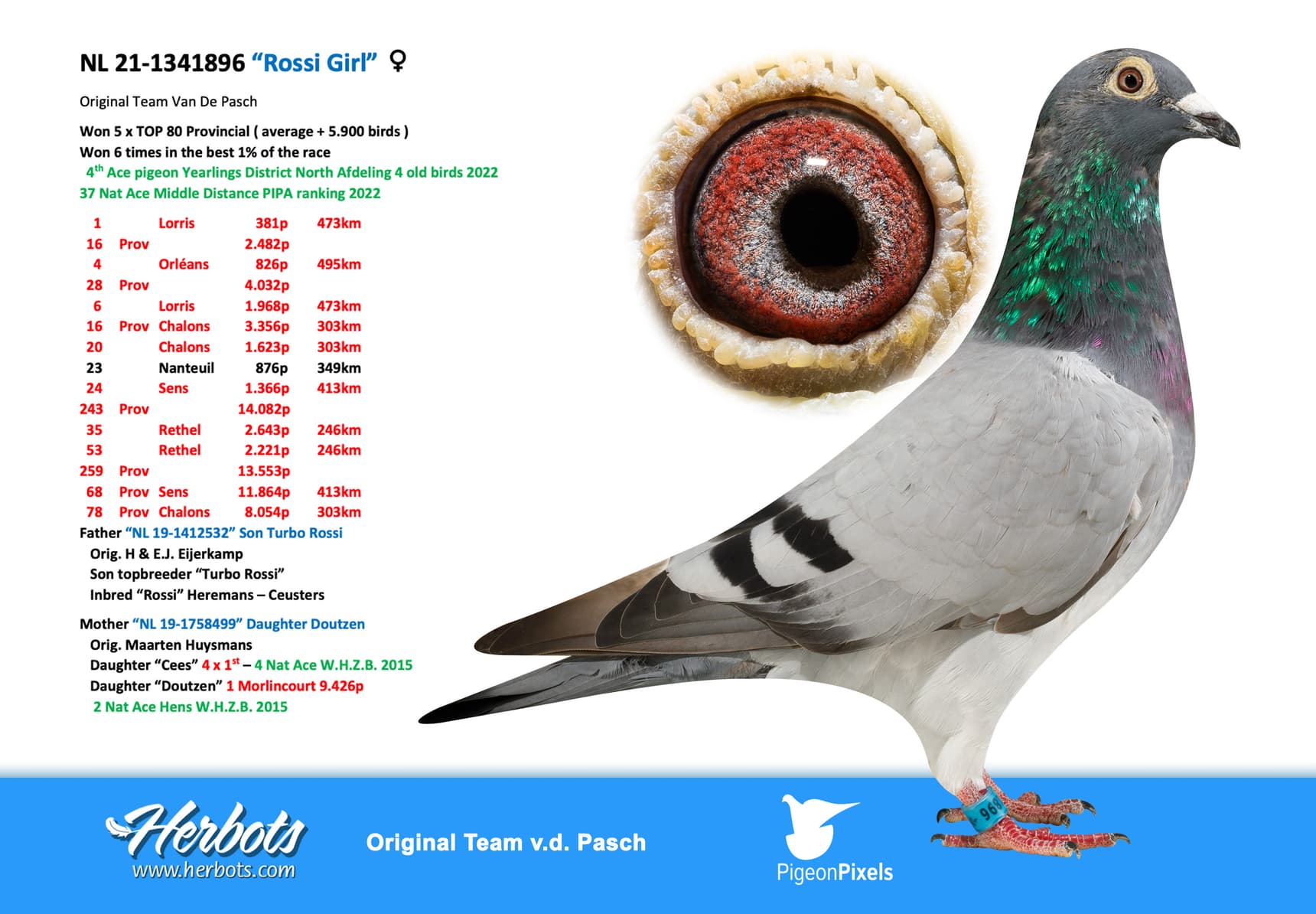 pigeon: “Rossi Girl”