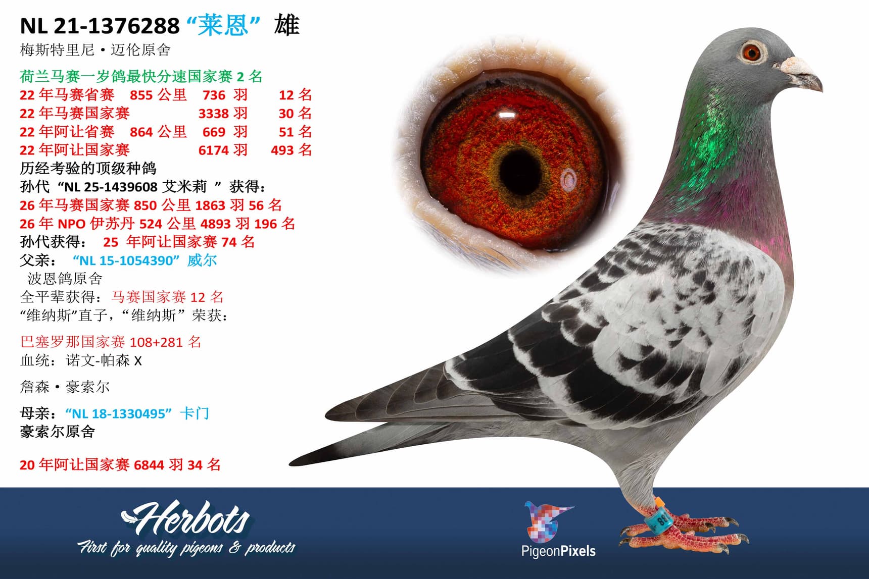 pigeon: undefined