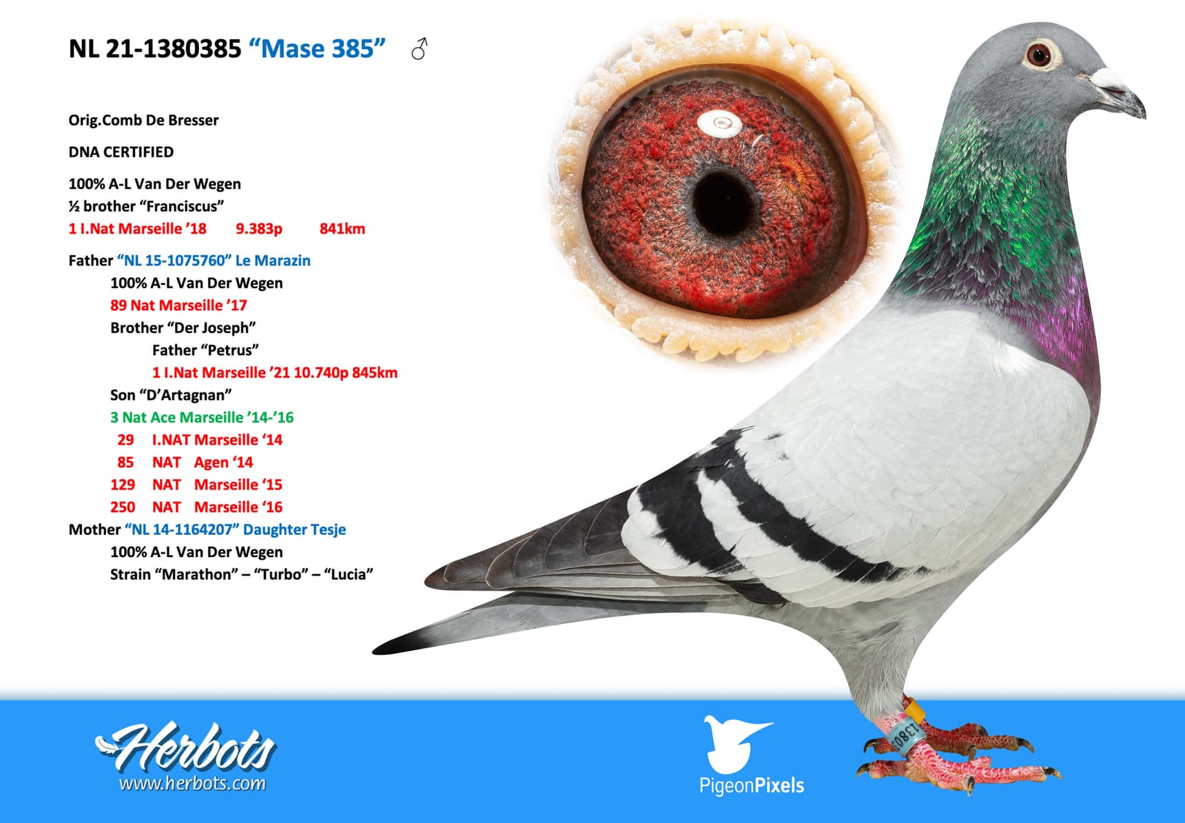 pigeon: “Mase 385”
