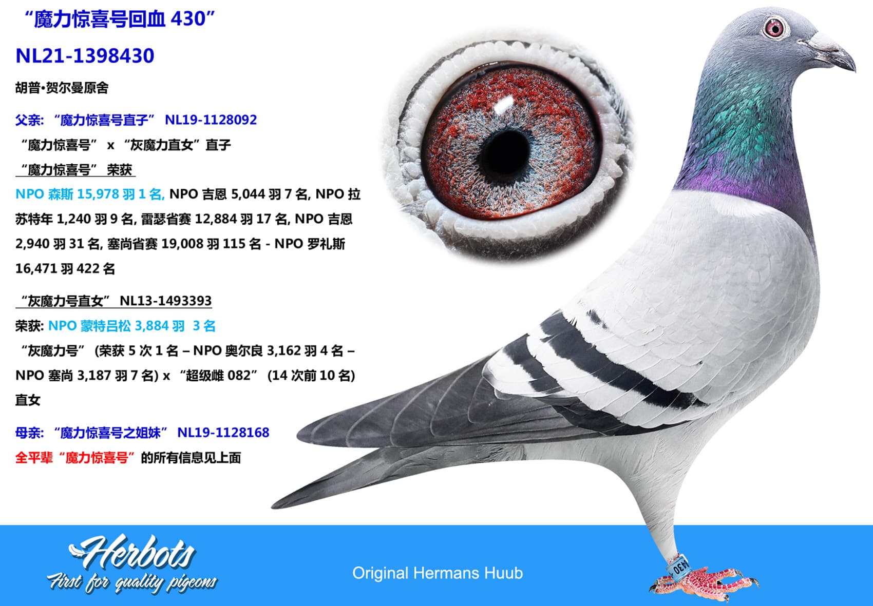 pigeon: undefined
