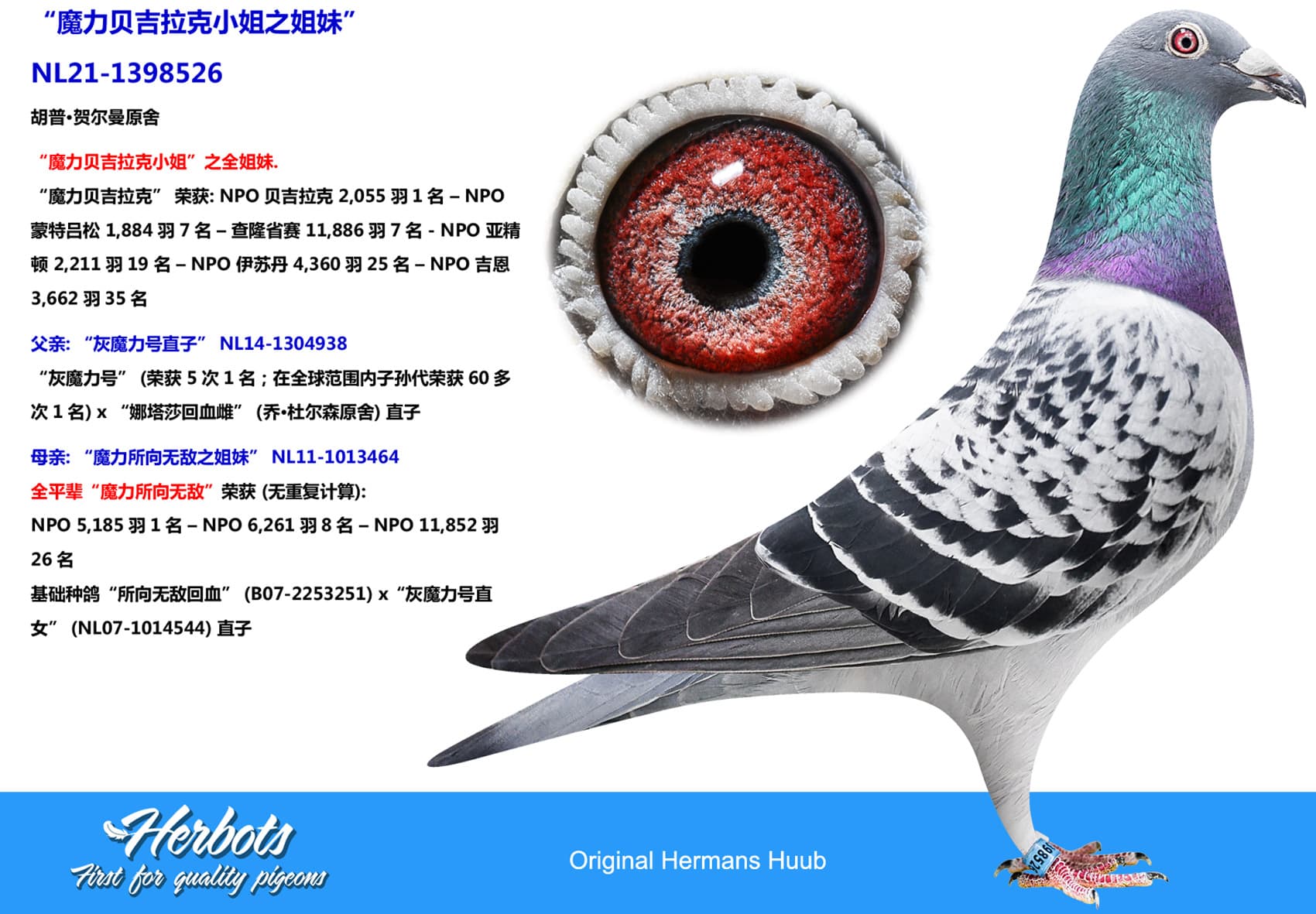 pigeon: undefined