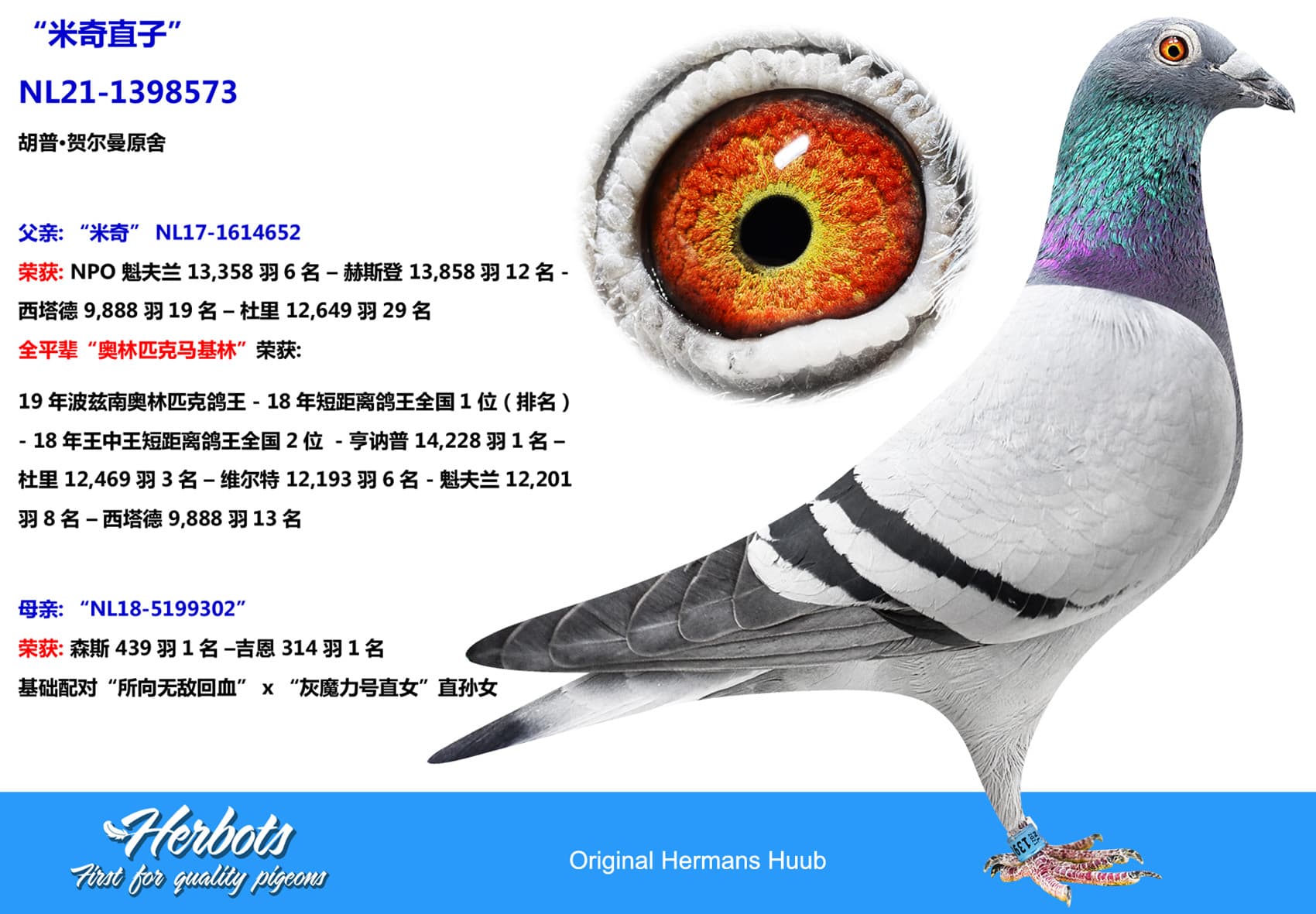 pigeon: undefined