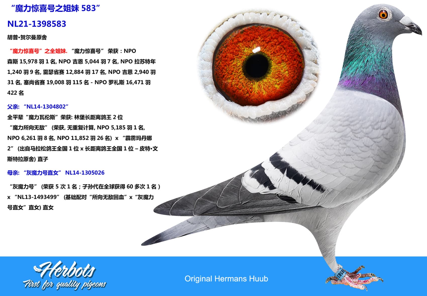 pigeon: undefined