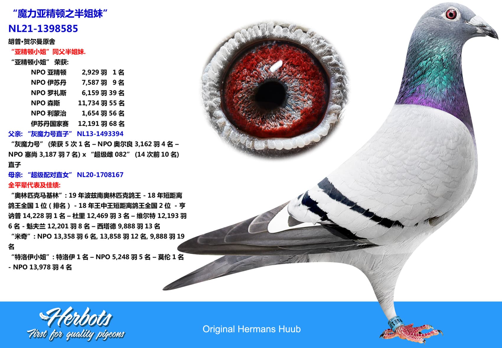 pigeon: undefined