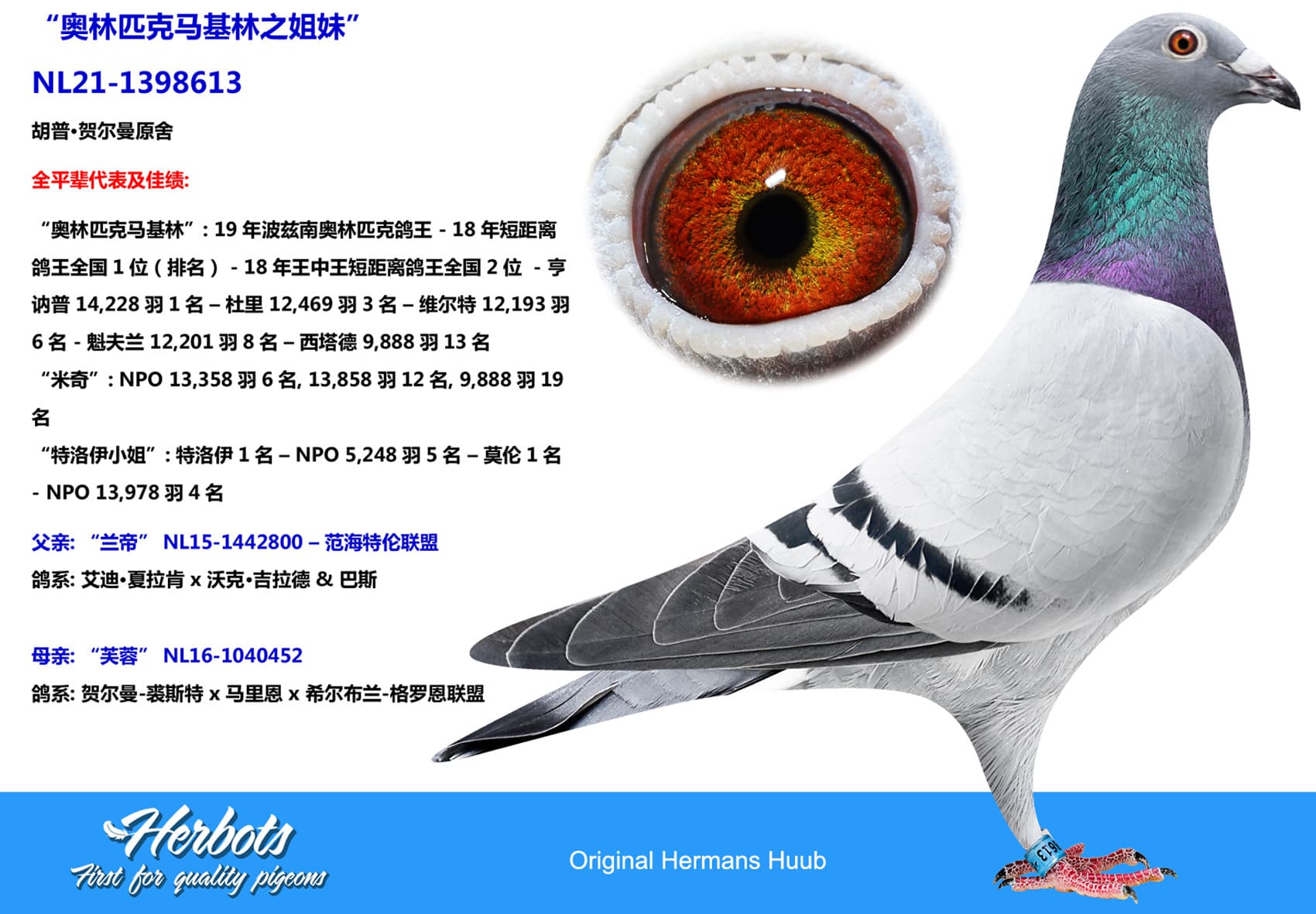pigeon: “奥林匹克马基林之姐妹”
